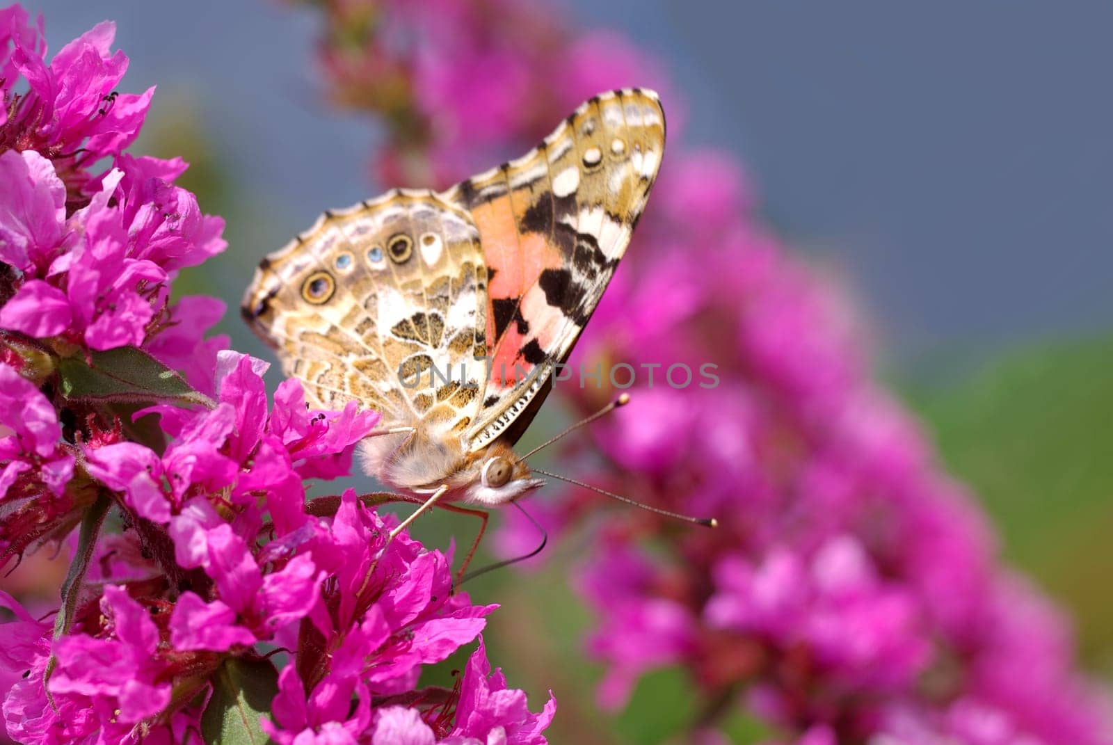 Summer Butterflies