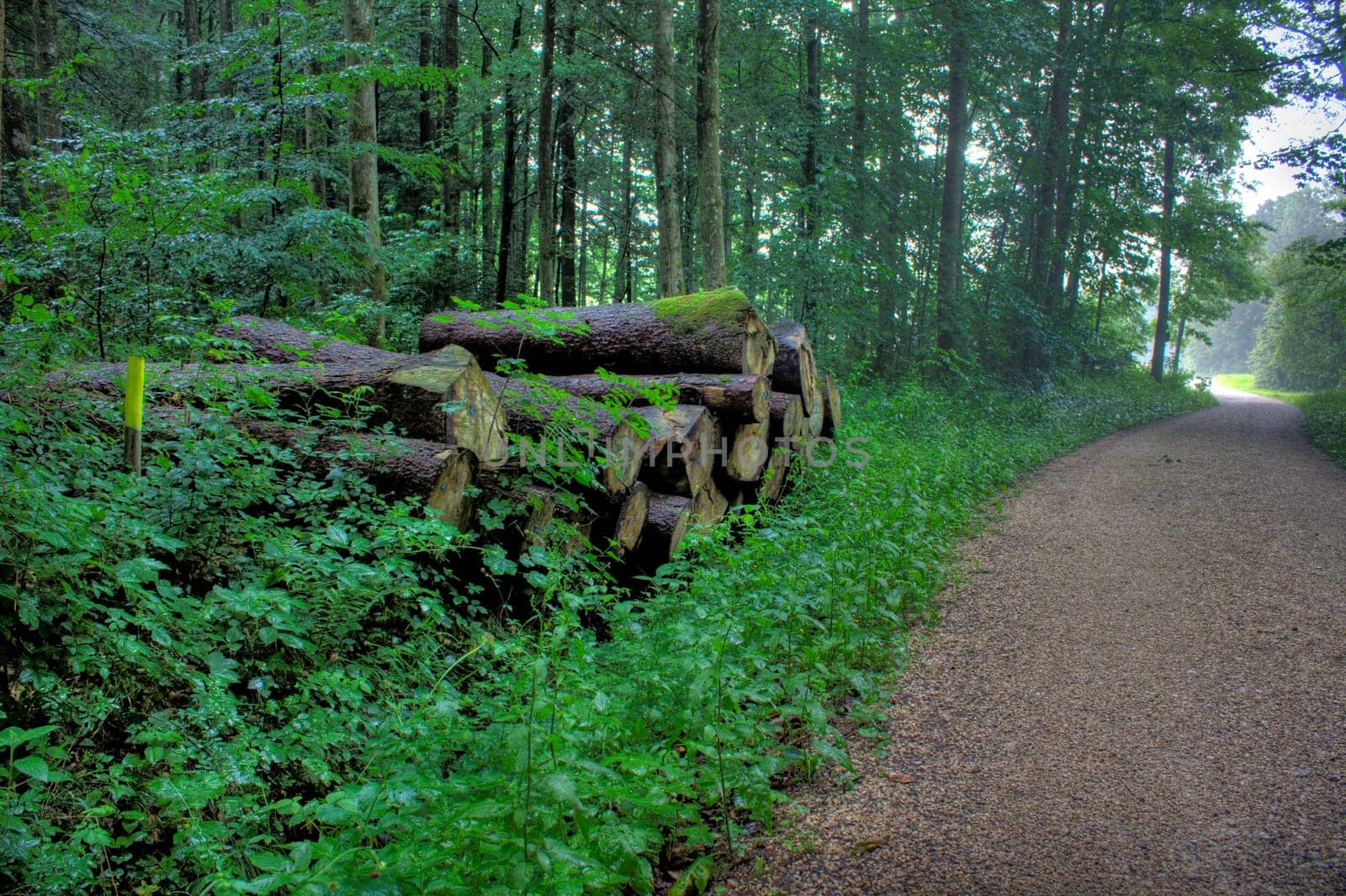 In the forest