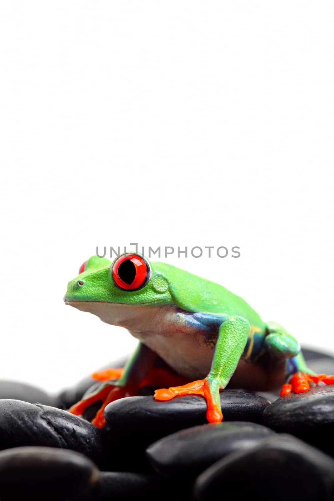 frog on rocks isolated white