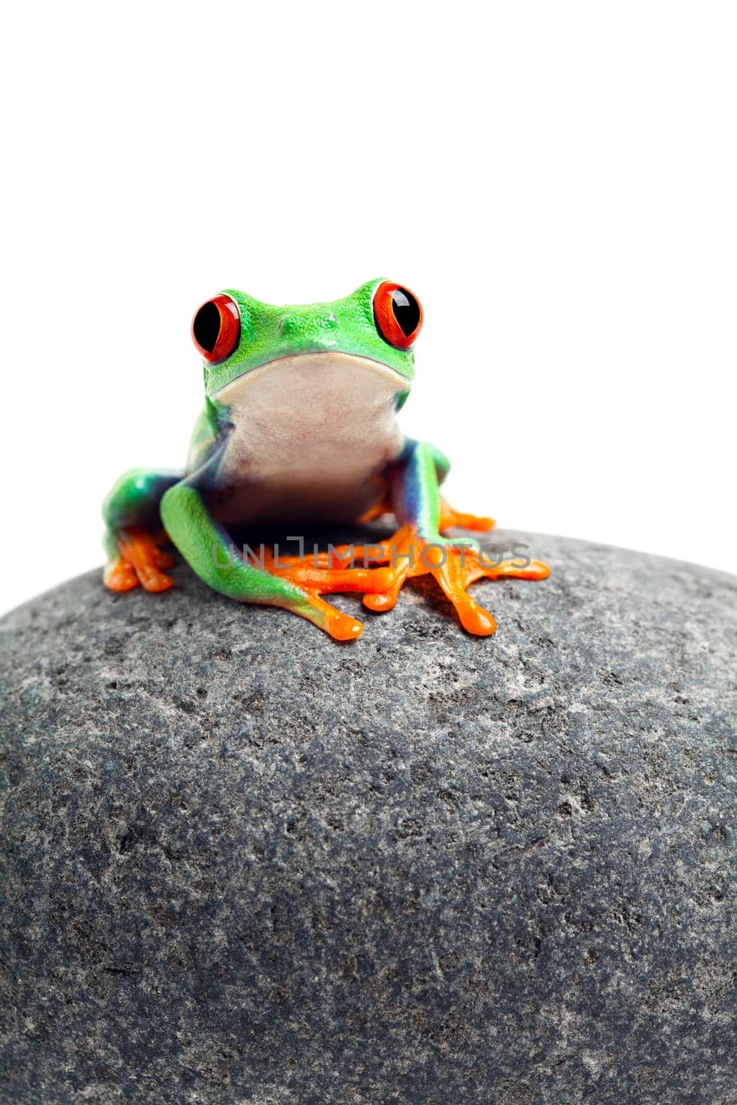 frog sitting on rock isolated on white