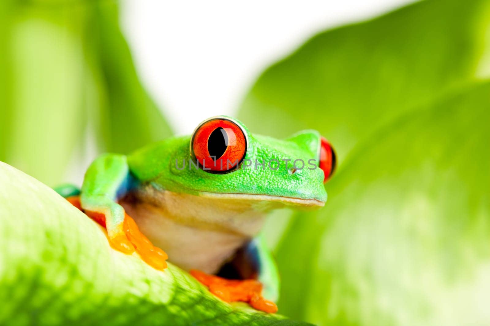 frog on a leaf