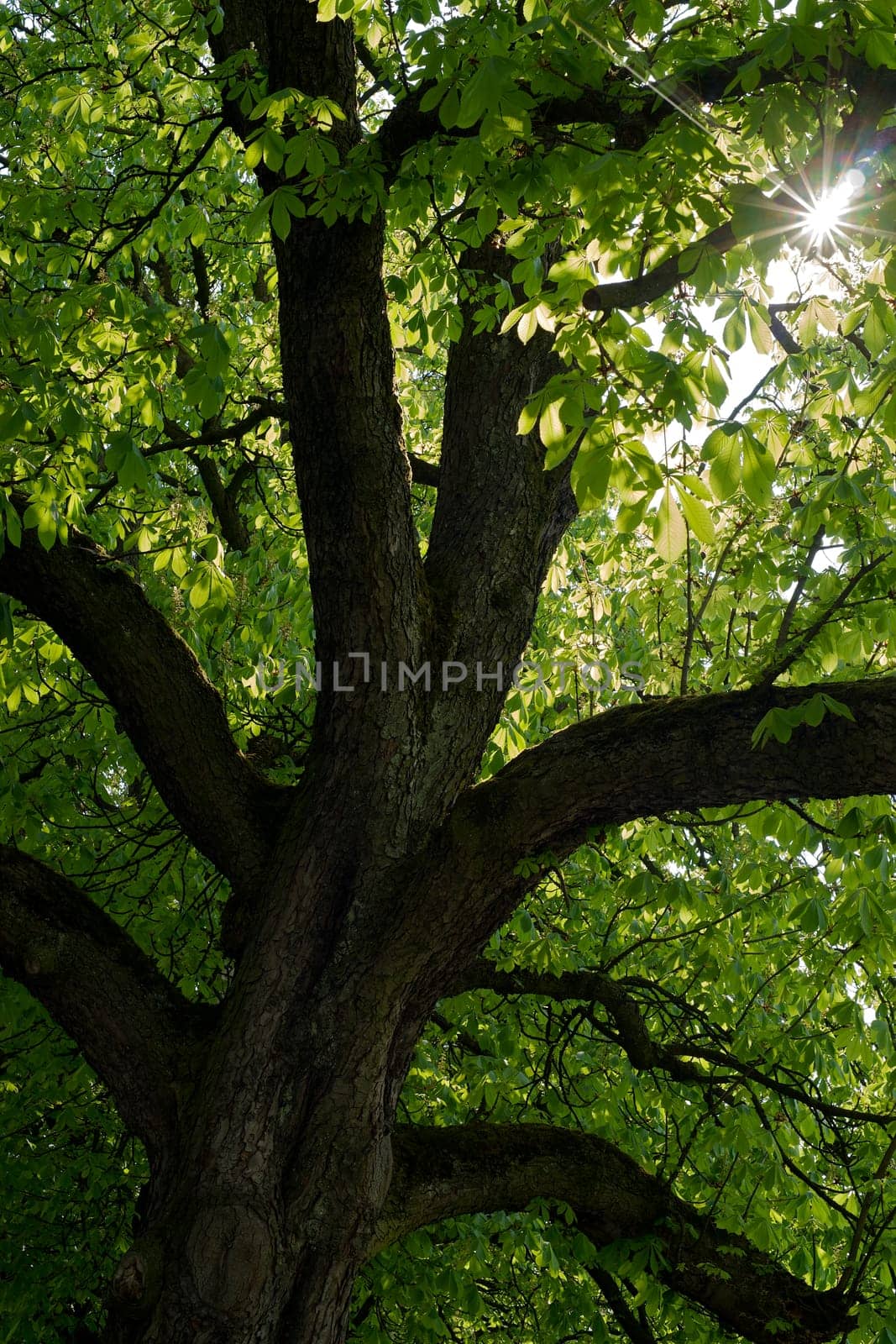 Magnificent old chestnut tree