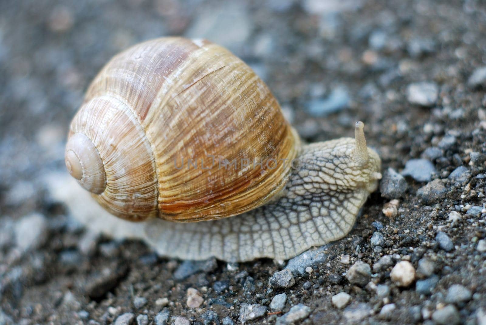 Edible snail