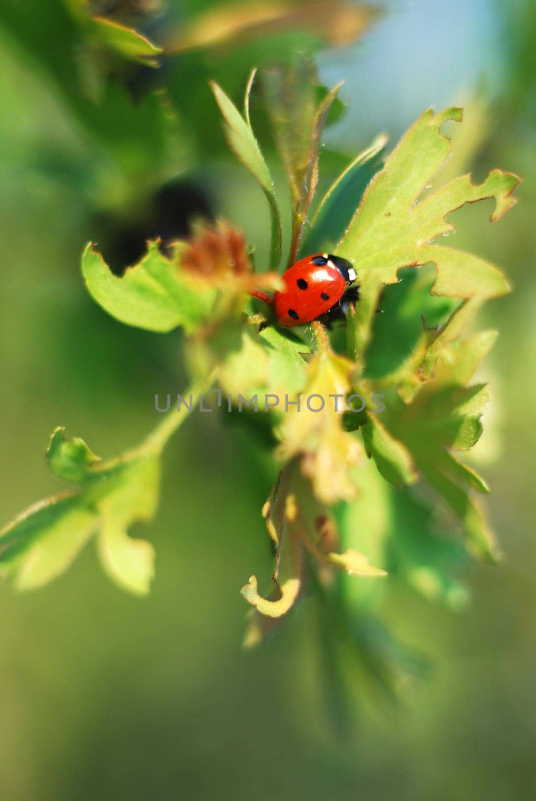 Ladybird