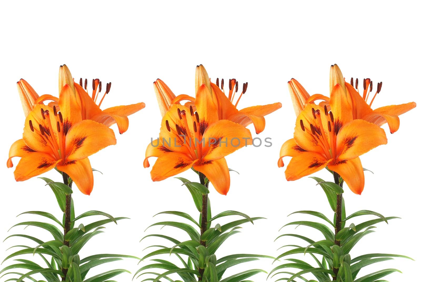 Three Tiger Lilies