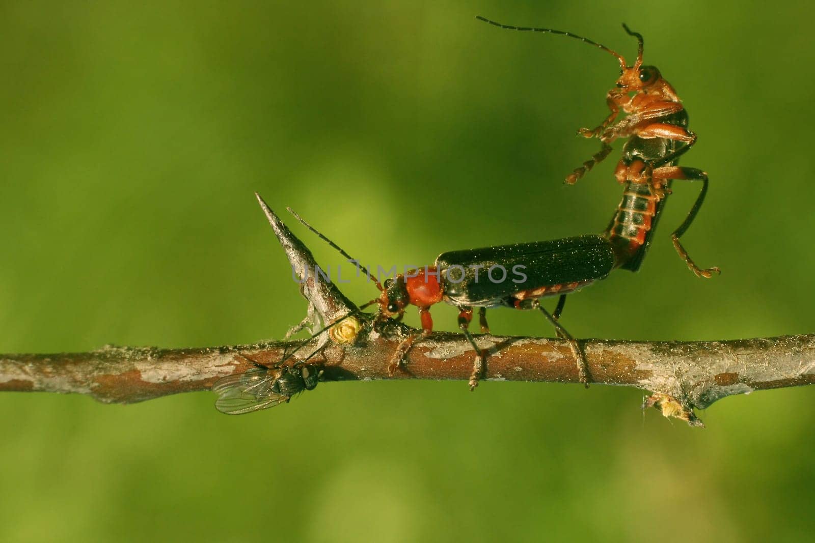 Red Soft Beetle