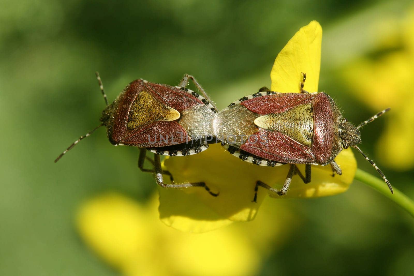 Treetop Stinged Bug