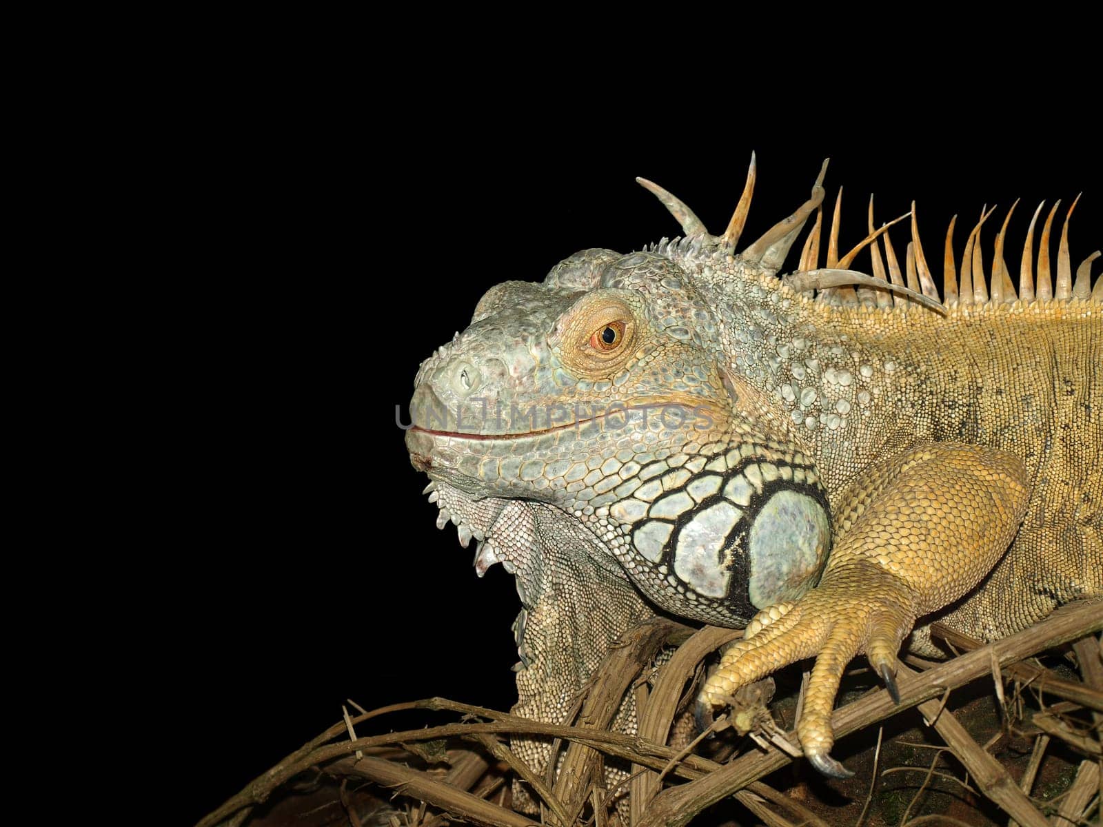 Iguana