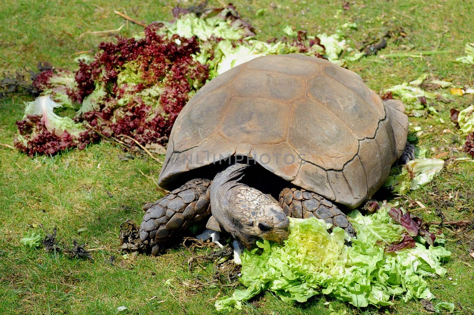 Giant tortoise