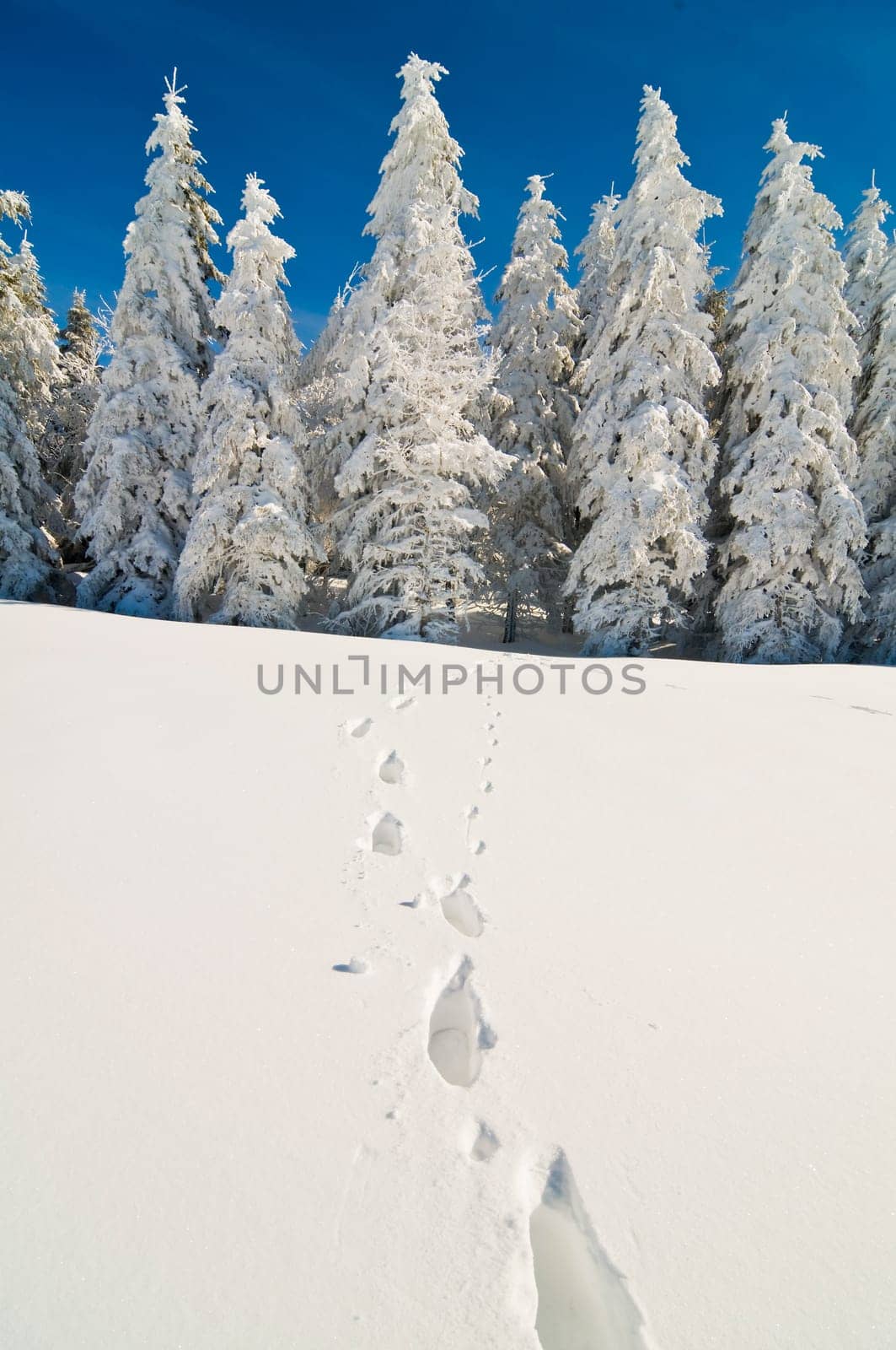 Winter fir trees