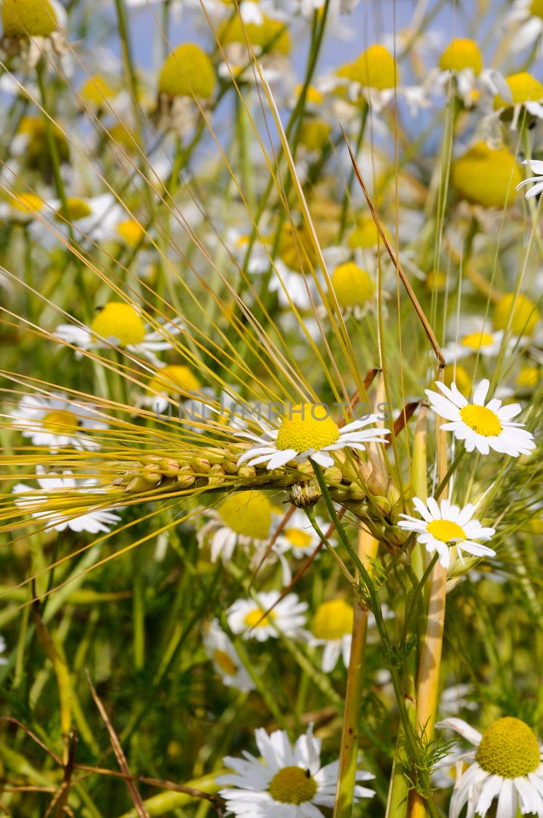 Spikes of corn with chamomile flowers