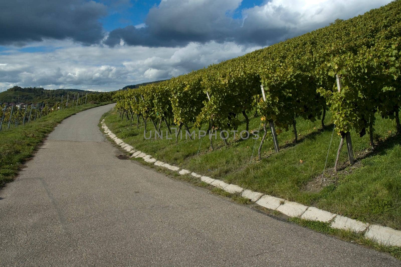 Dirt road in the vineyard