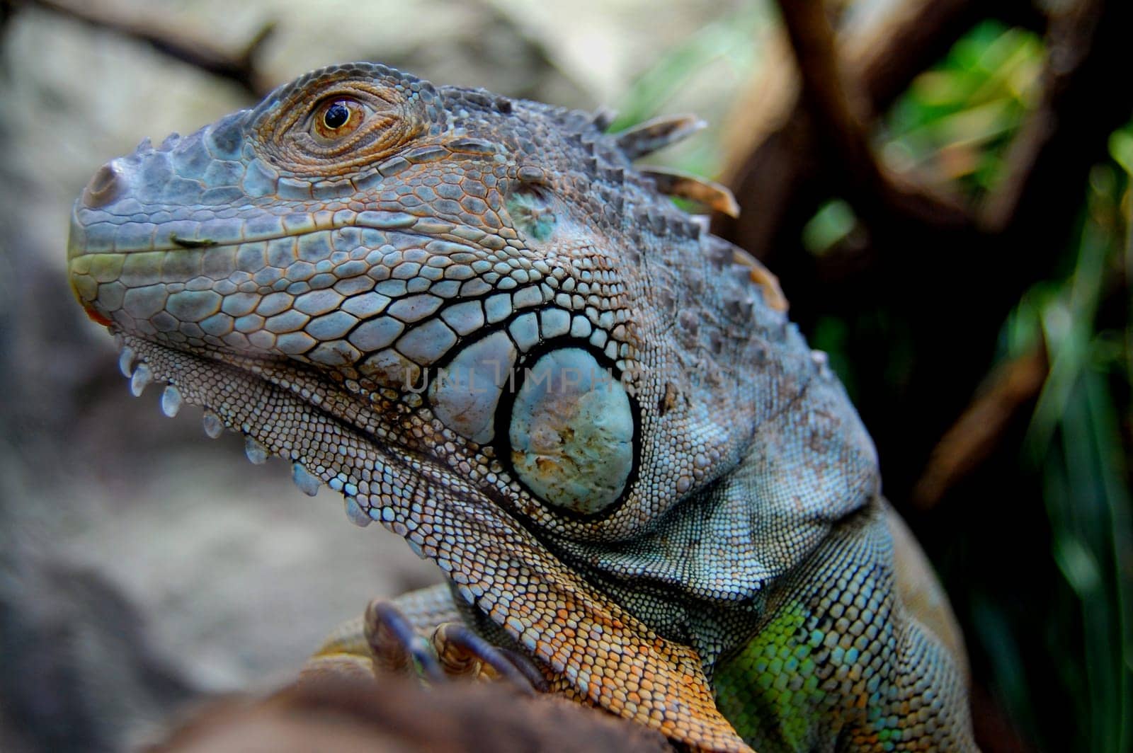 Iguana
