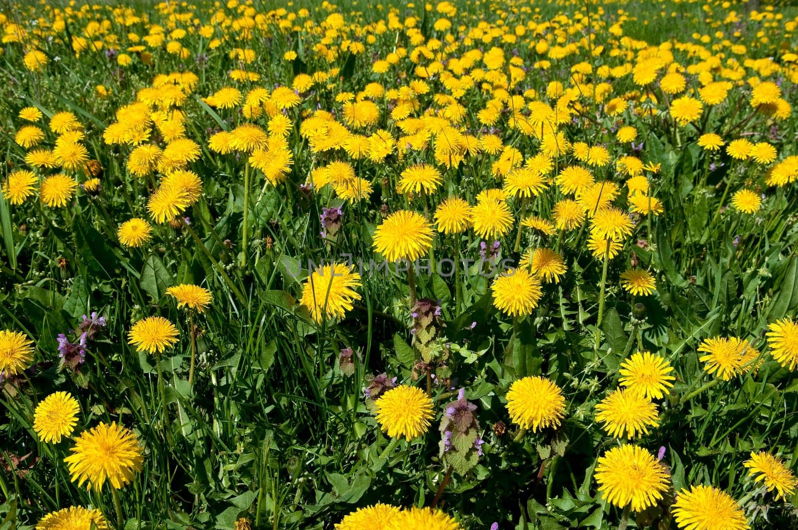 Dandelion meadow