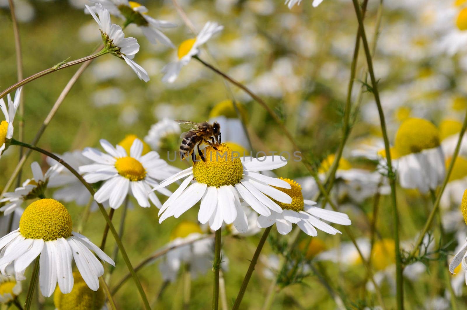 Bee pollinating - Chamomile Blossom