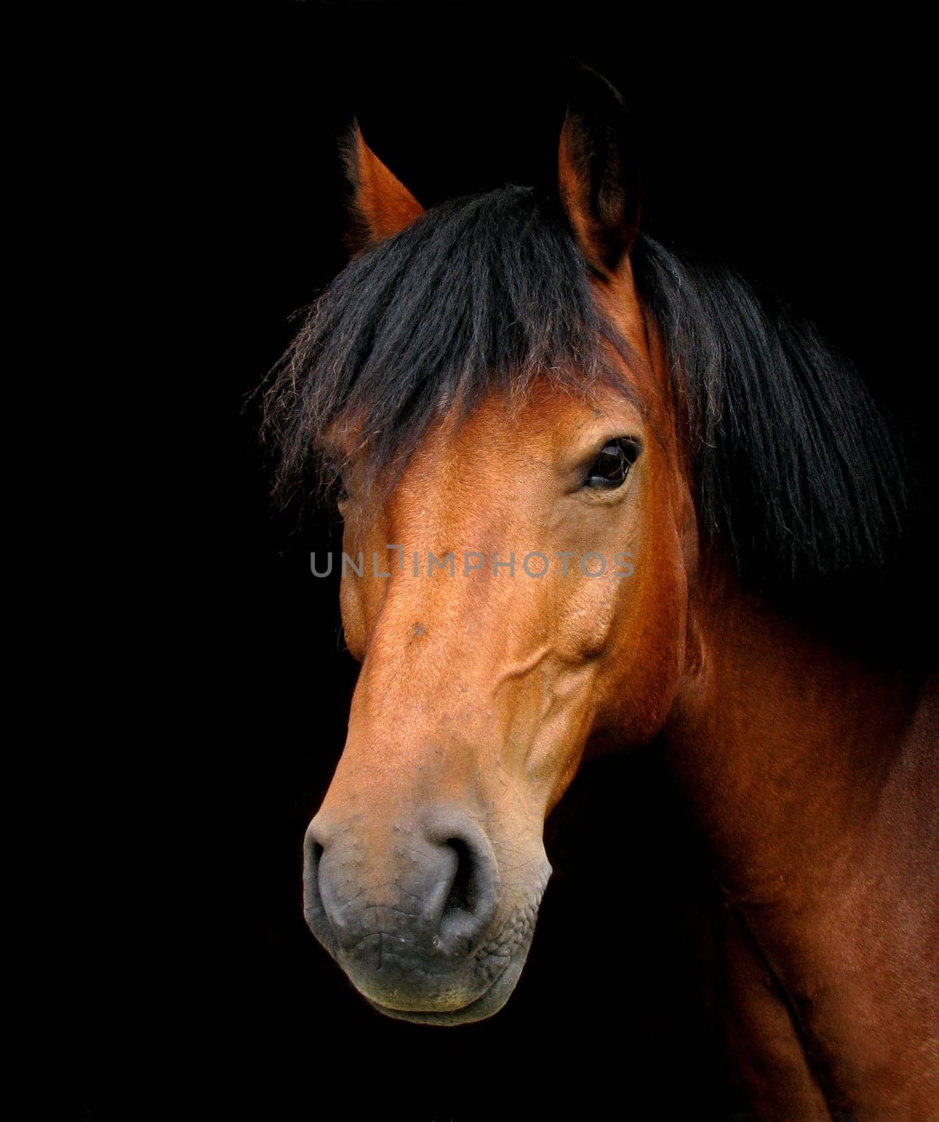 Pony portrait