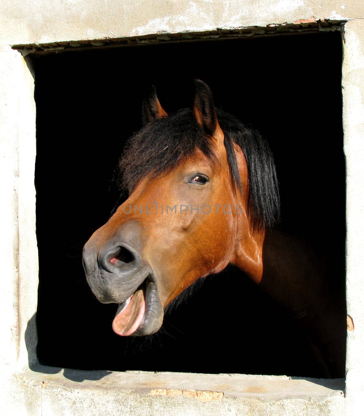 tired horse