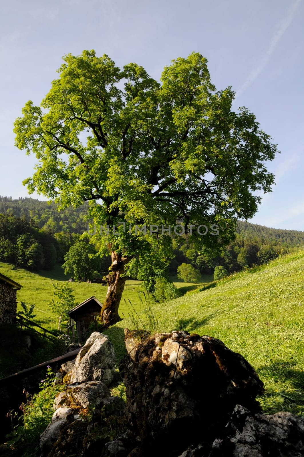 Maple in the Niederurn Valley