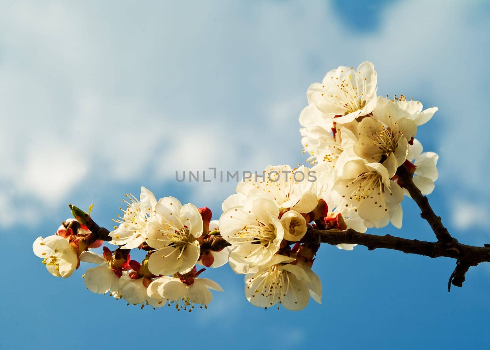 Flowers on the branch of the apricot