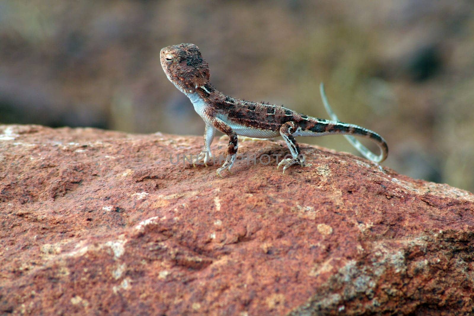 Small Goanna