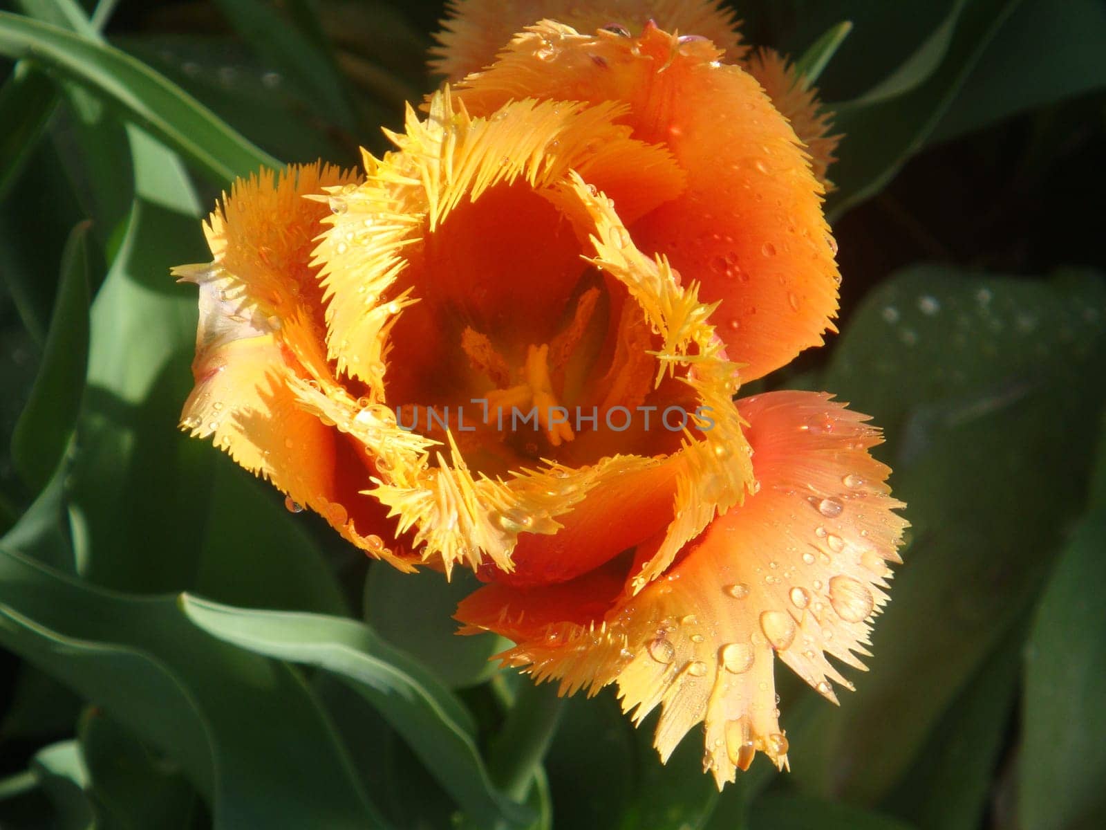 Close-up of a tulip with morning dew