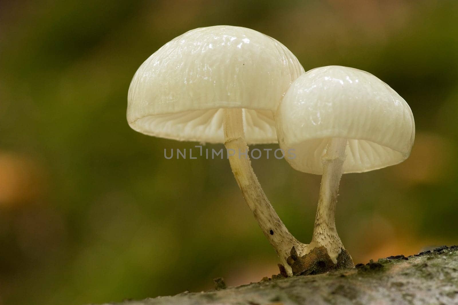 Oudemansiella mucida