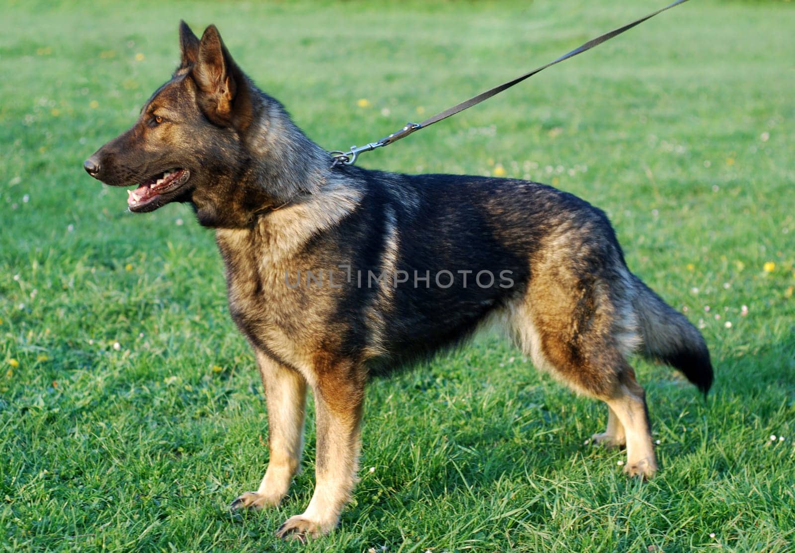 German Shepherd