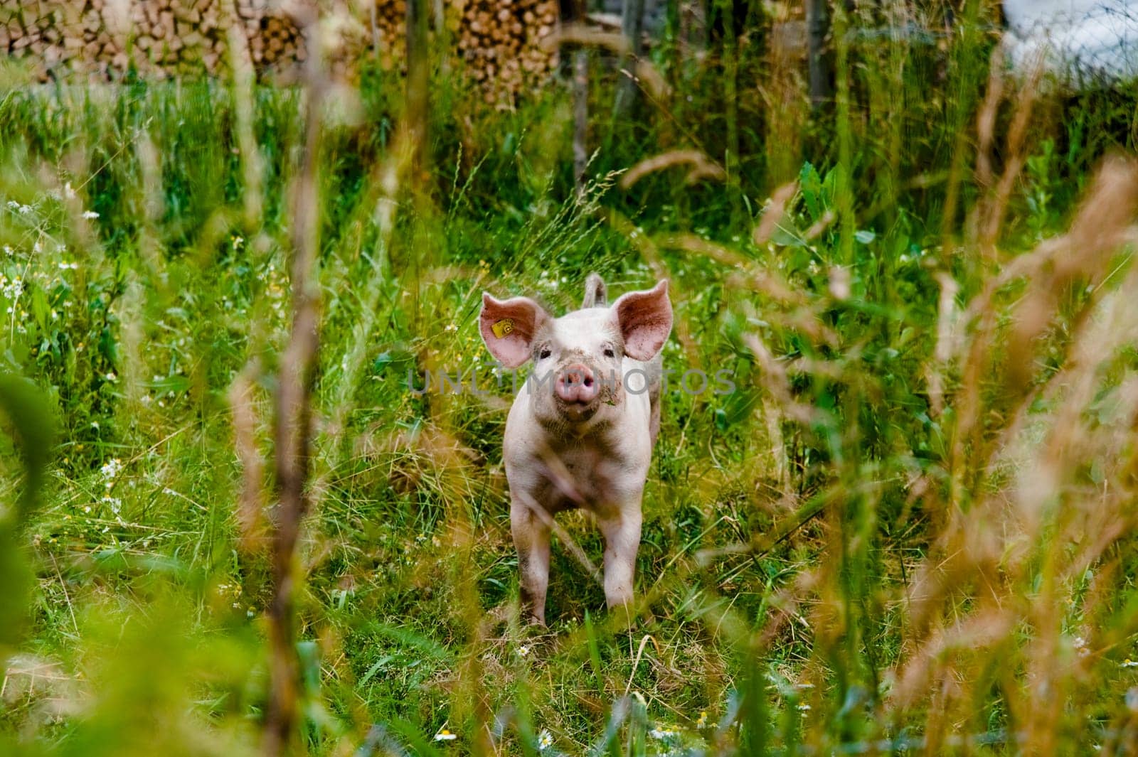 Organic pig