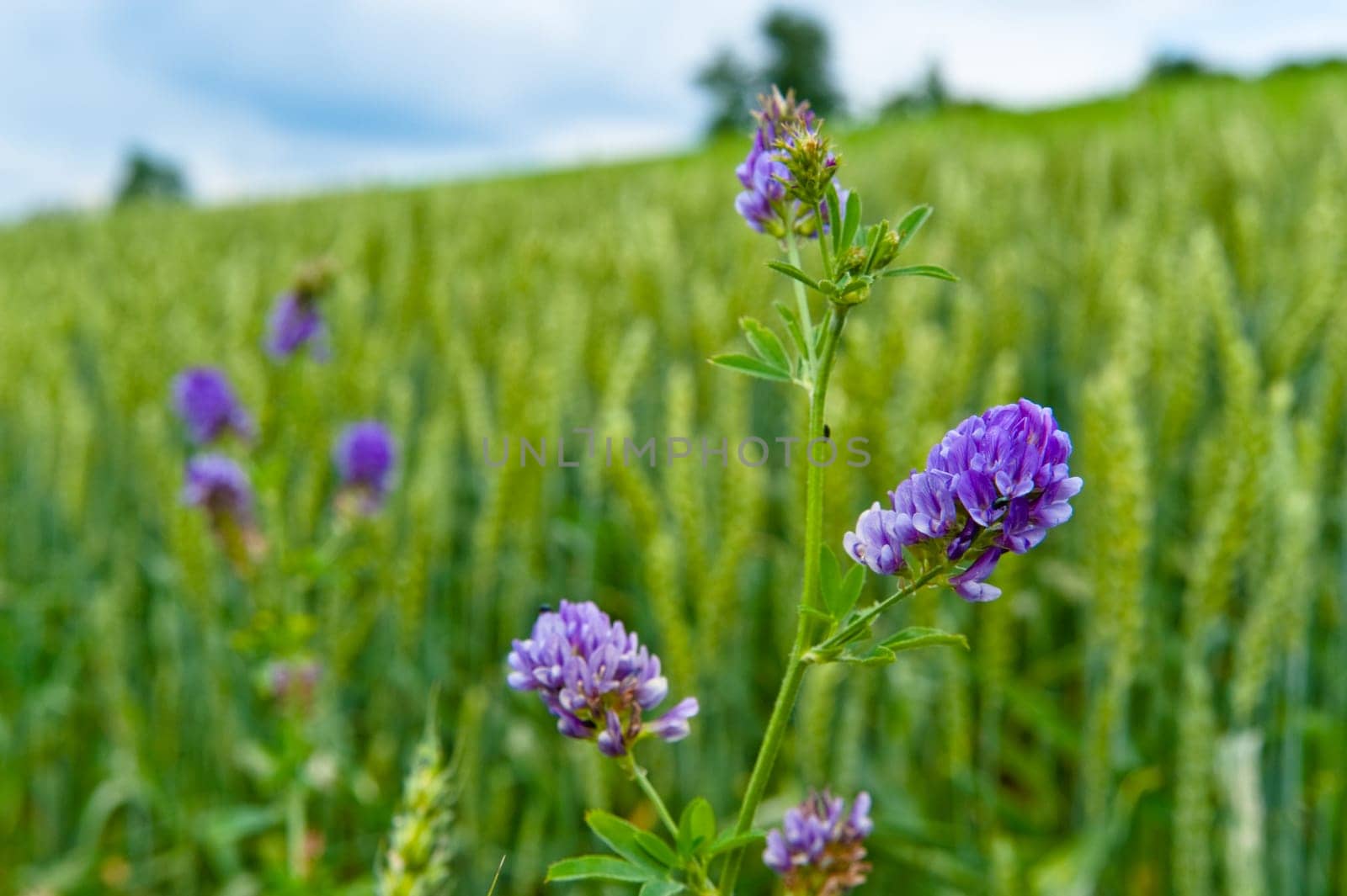 Clover