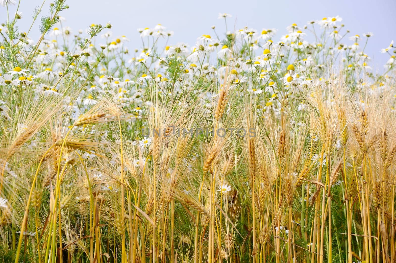 Wheat field with chamomile
