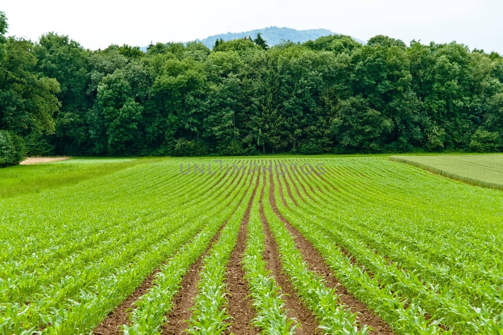 Organic maize