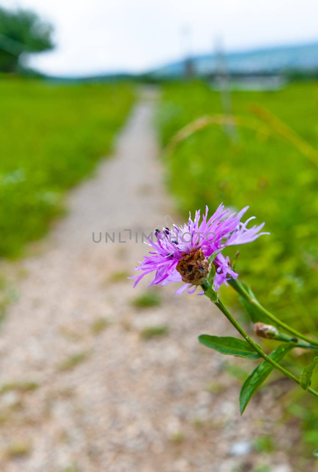 Hiking Trail Flower