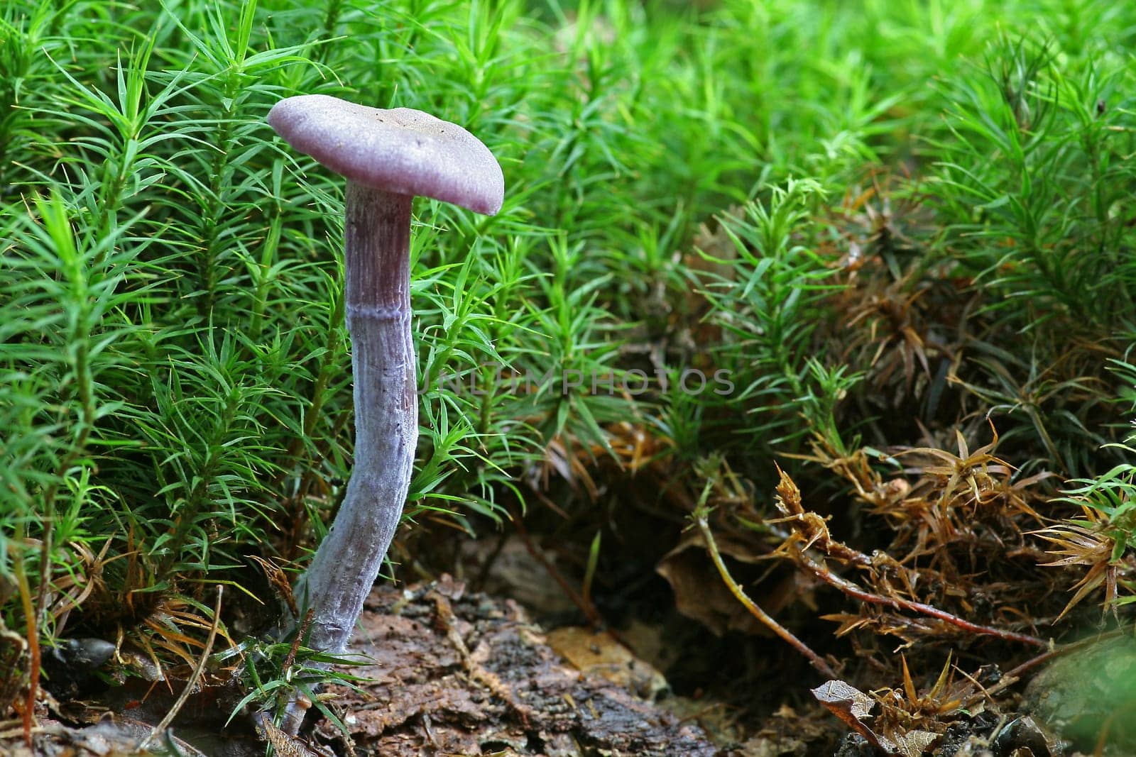 Laccaria amethystea