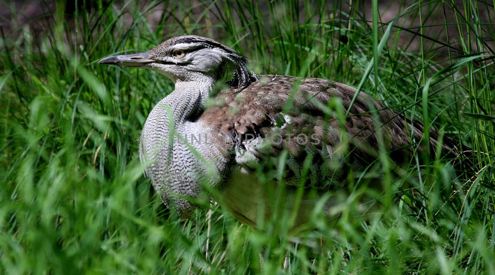 Kori bustard