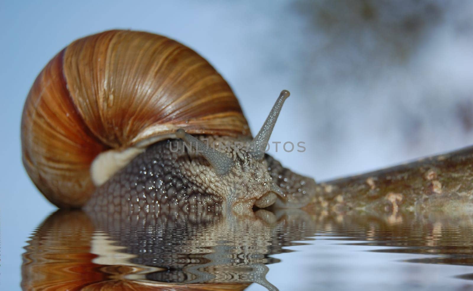 edible snail