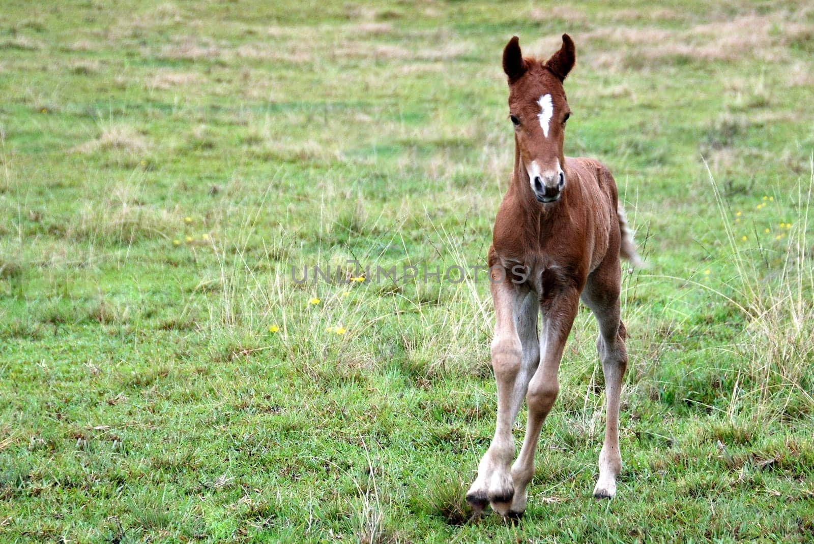 Foal 3 days old galloping