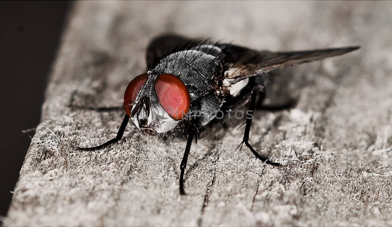 The Fly
