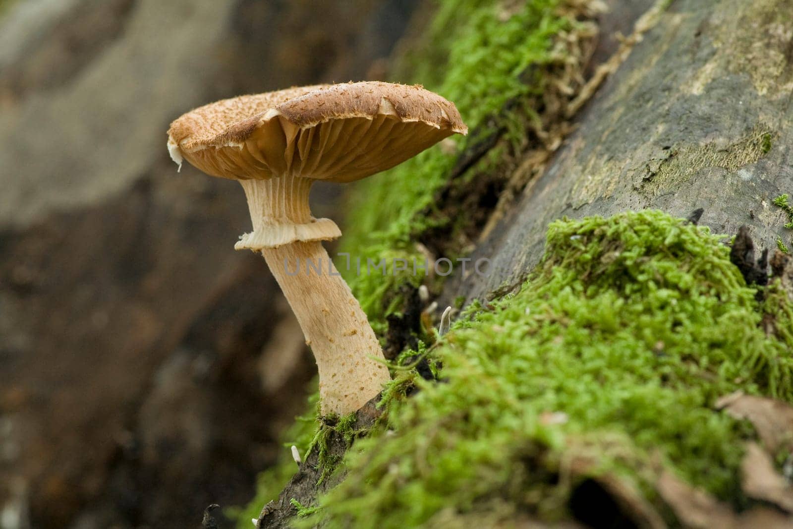 Armillaria Mellea