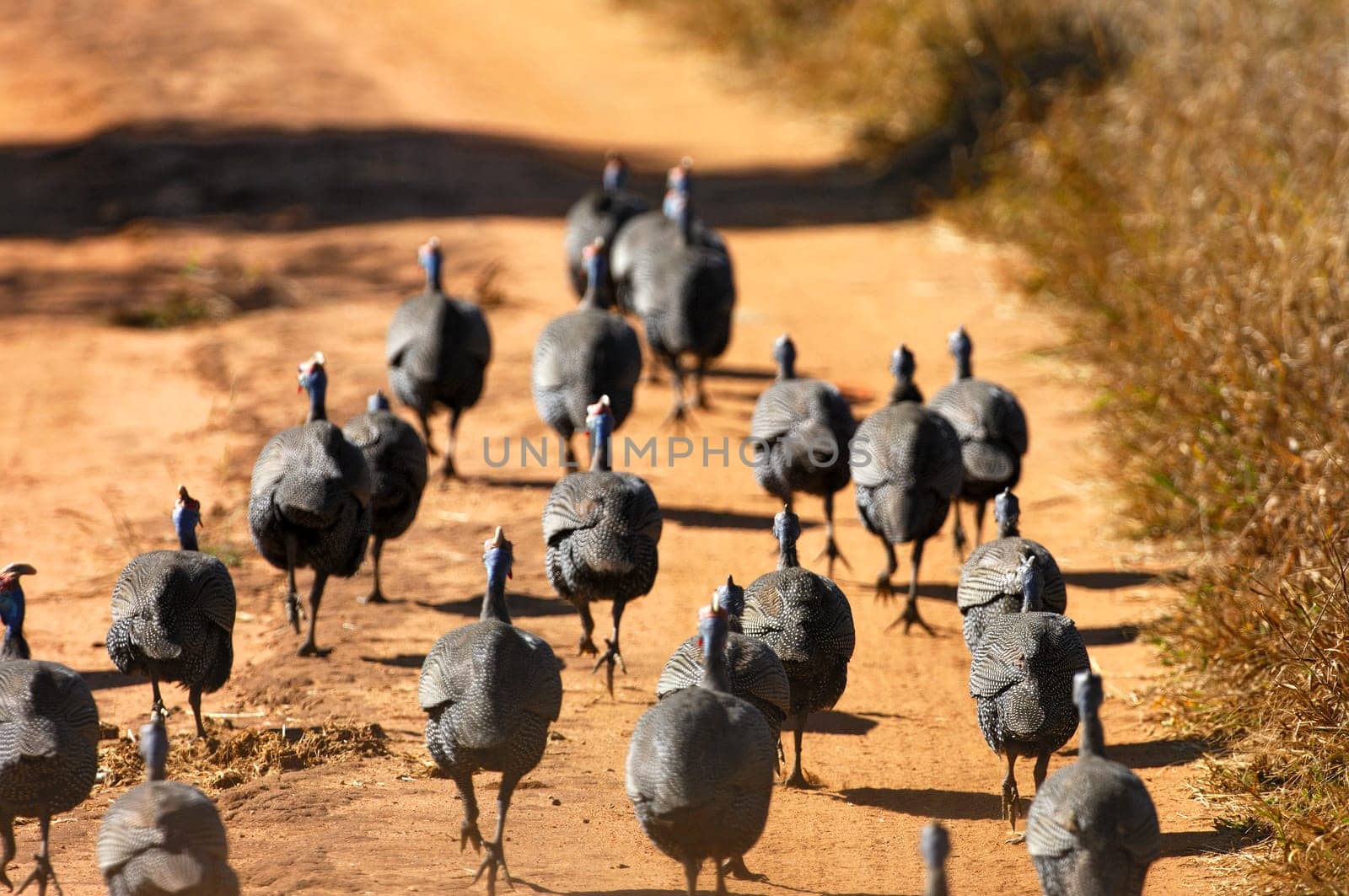 Running helmeted guinea fowl,frika