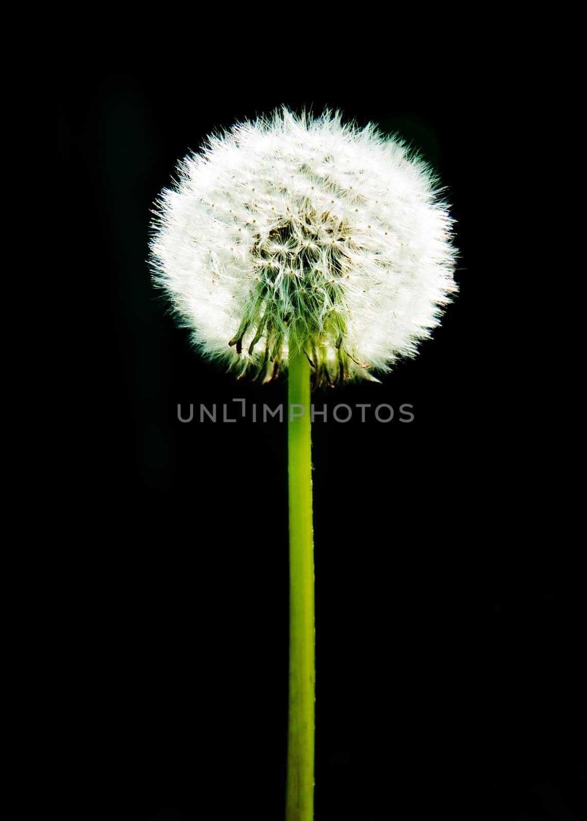 Dandelion Dandelion