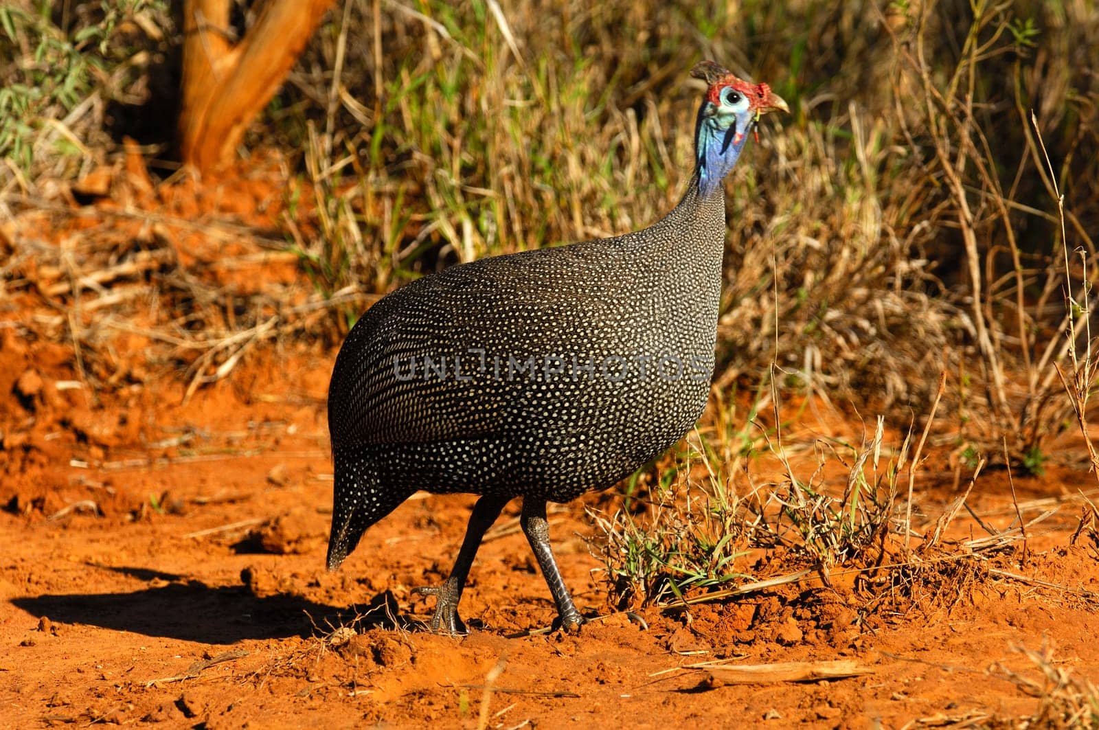 Helmeted guinea fowl,Numida meleagris,Madikwe Game Reserve,South Africa