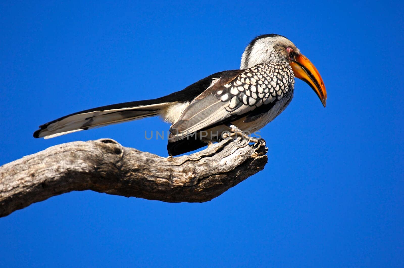 Yellow-billed toko on a dry branch