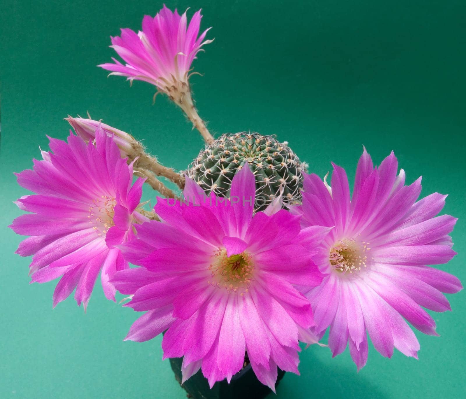violet flowering cactus (Echinopsis)