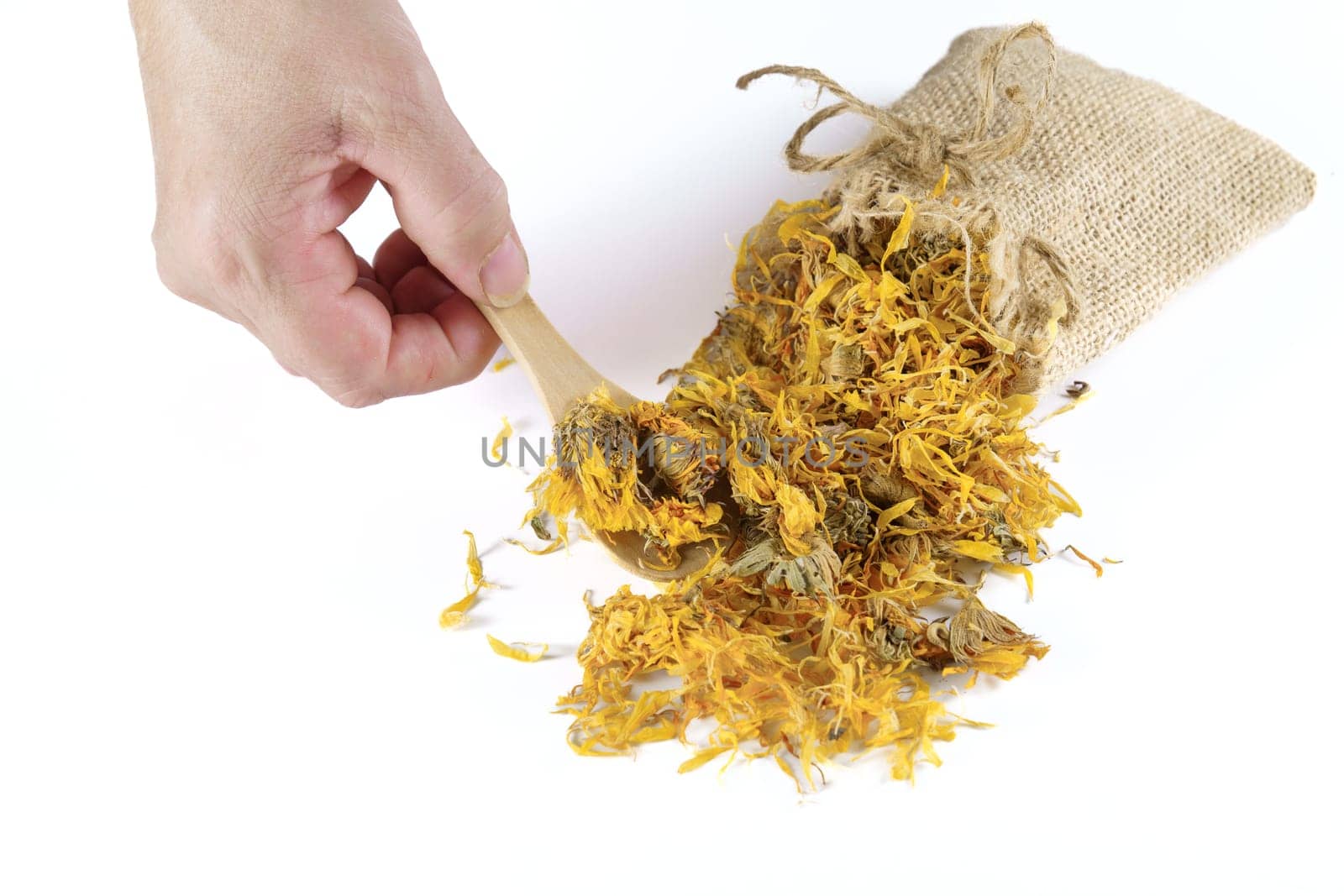 woman takes a spoonful of dried calendula flowers,Calendula officinalis, ,dried out of a burlap bag.isolated on white background and copy space.