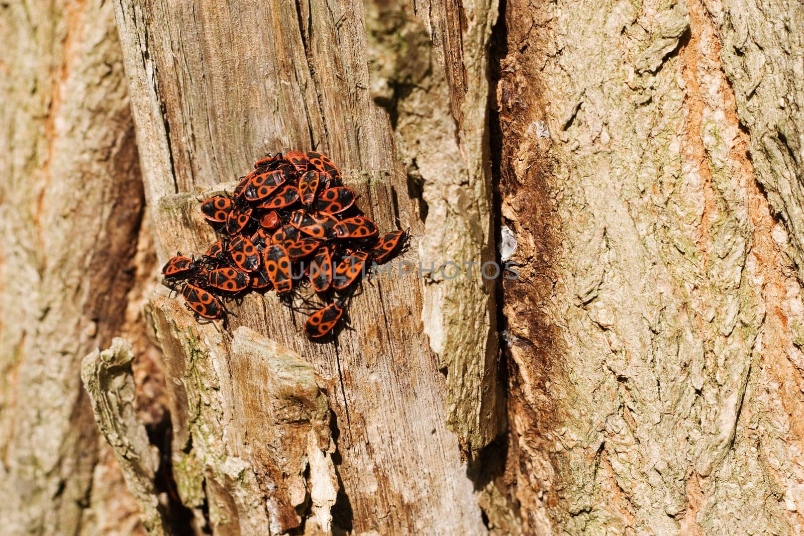 Beetle Group
