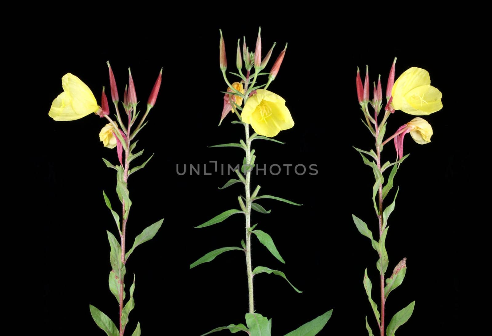 Evening primrose