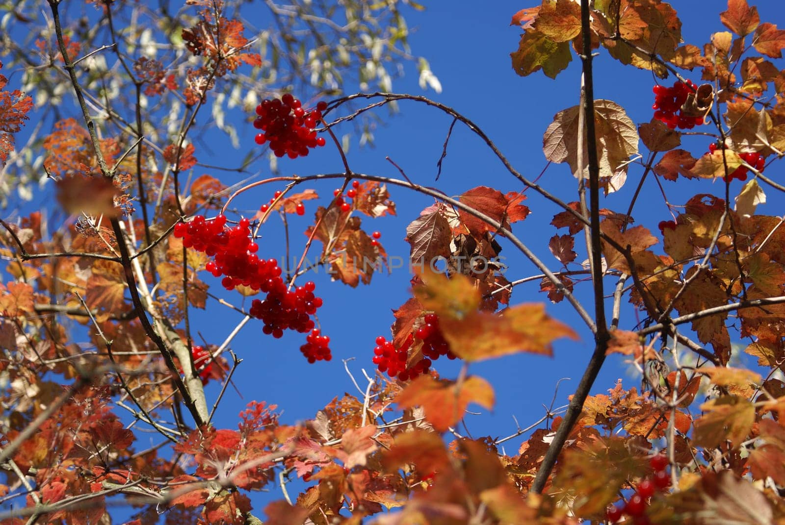 Autumn Colors