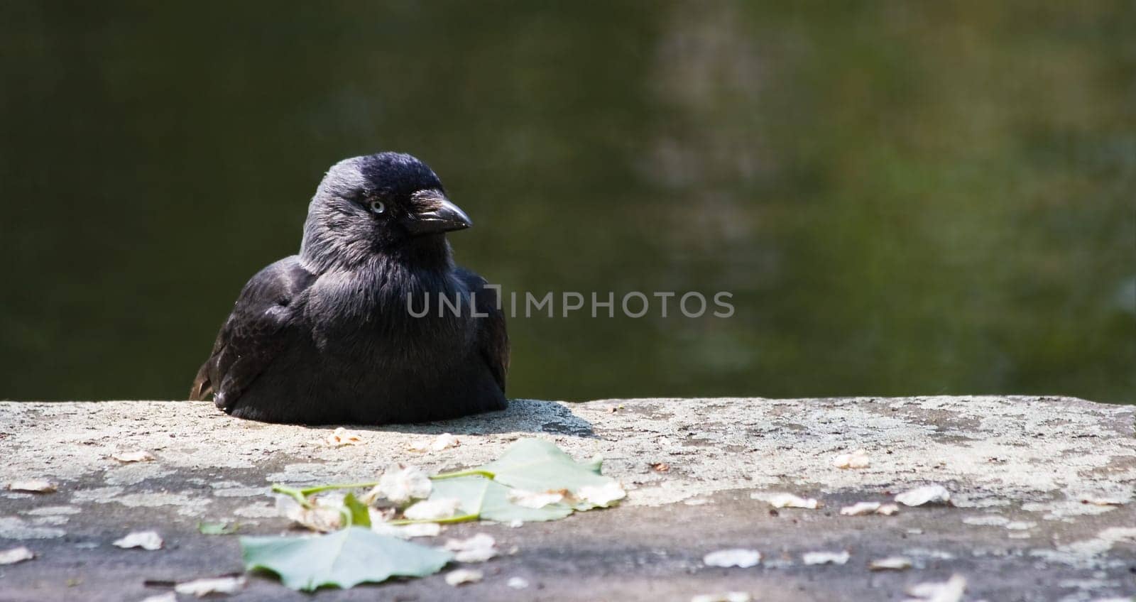 Jackdaw resting in the sun