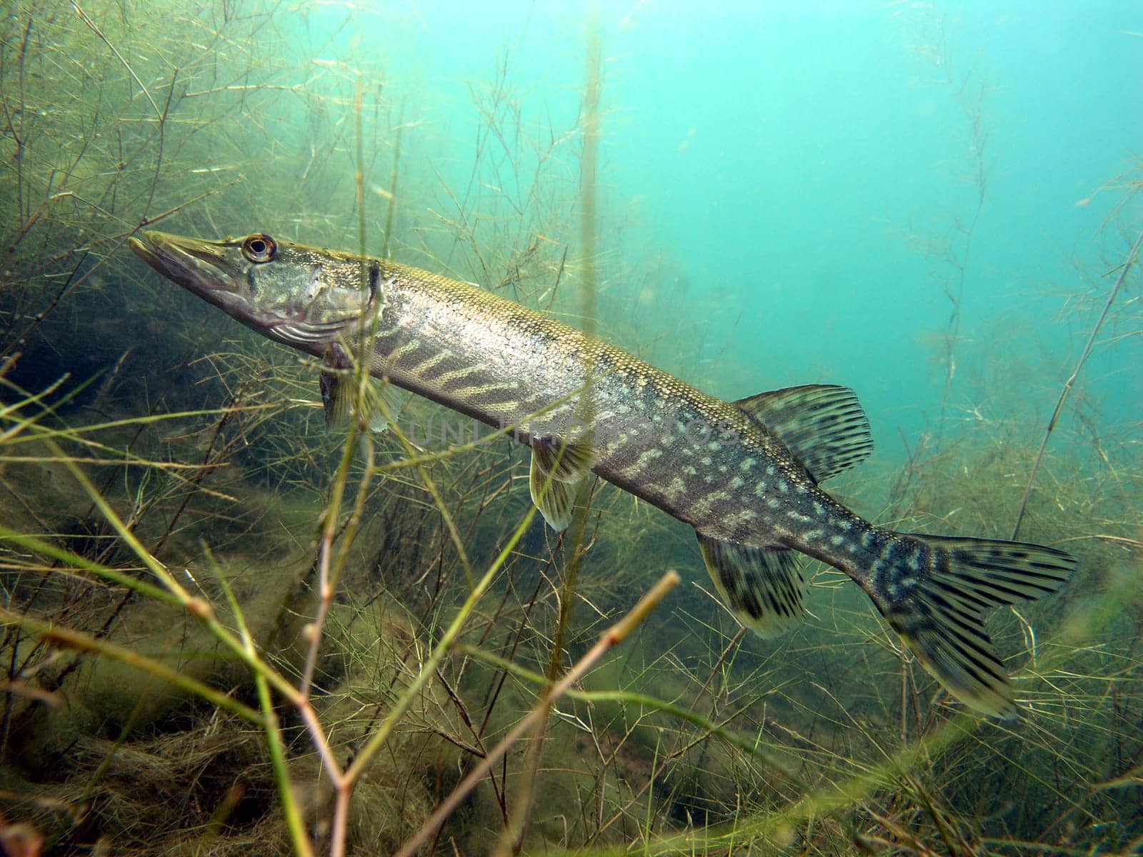Pike