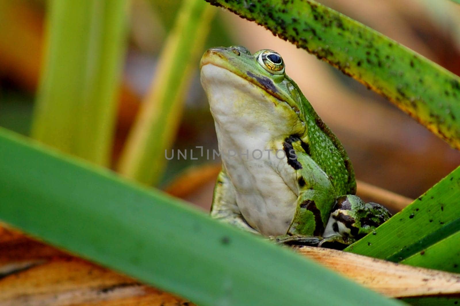 Frog